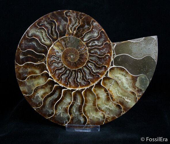 Inch Split Ammonite (Half) #2985